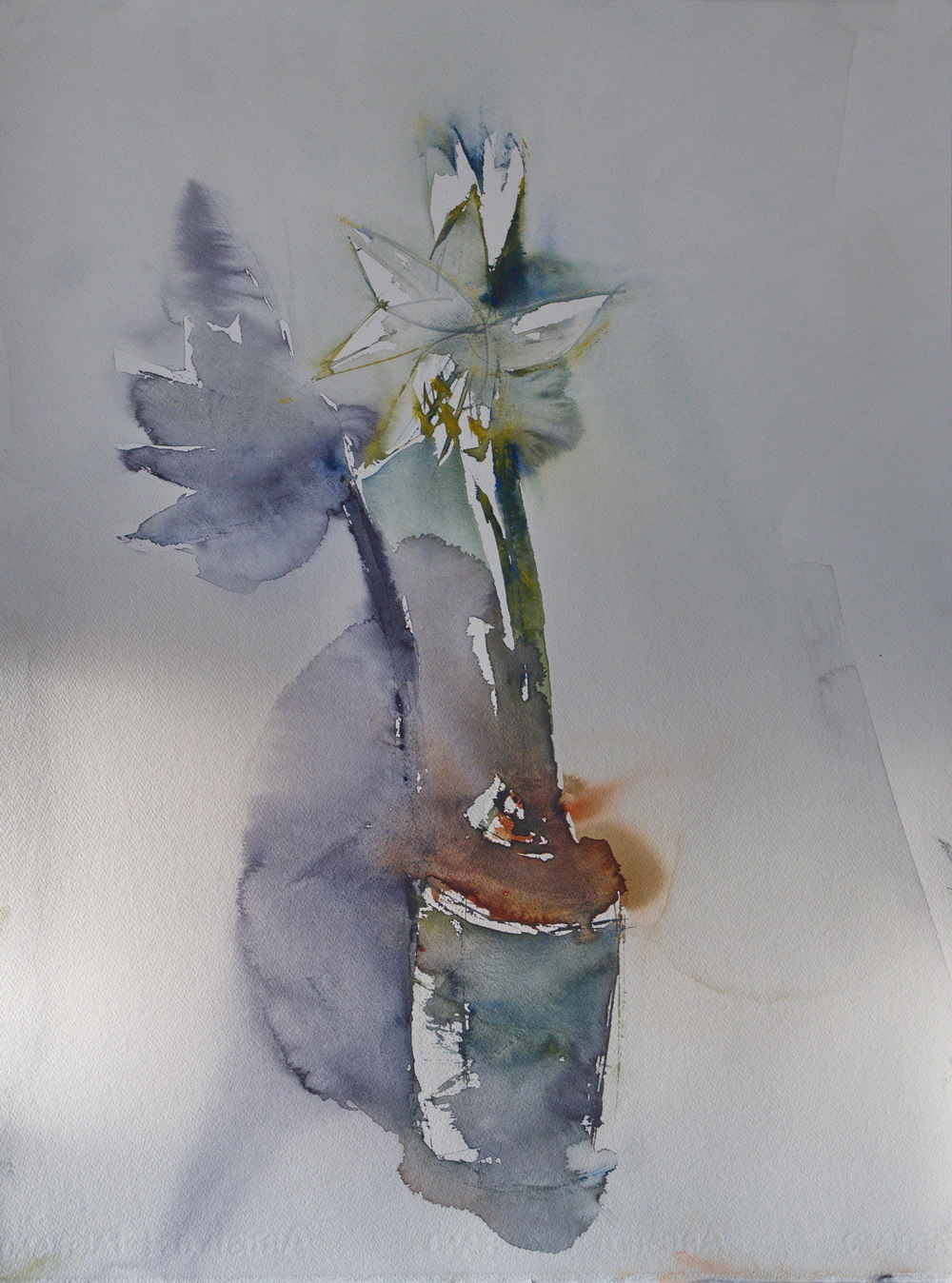 Amaryllis I